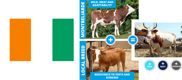 photo d'un croisement entre montb&eacute;liarde et une race locale